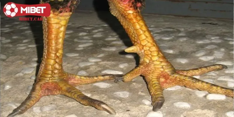 Ý nghĩa của vảy song cúc