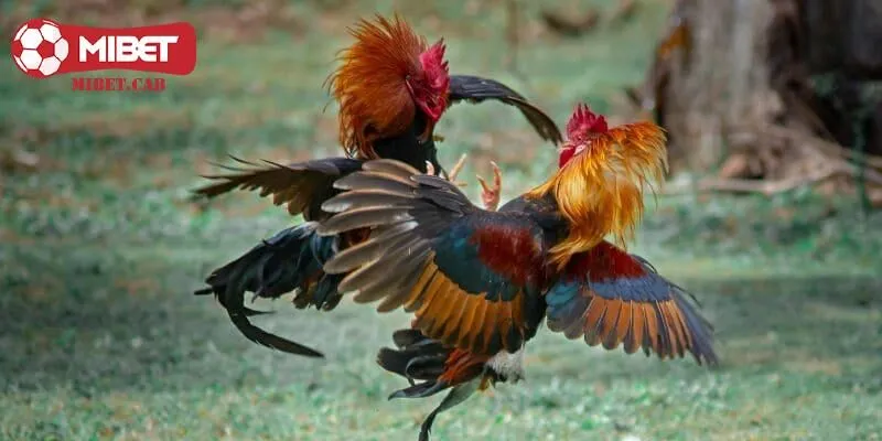 Biên nội được coi là một trong những 23 vảy gà xấu hiện nay