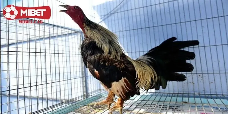 Gà Khai Vuông thường tỏ ra mạnh hơn kẻ khác nhưng nhanh đuối