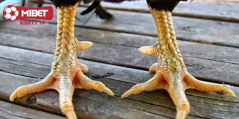 Có nên nuôi 23 vảy gà xấu không?