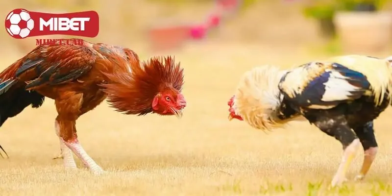 Cách để người chơi nhận viết loại vảy Độc Biên