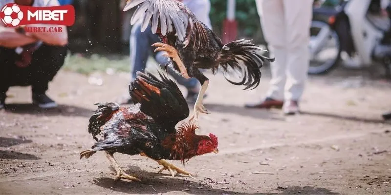 Chia sẻ bí quyết chọn gà “cực chuẩn” của chuyên gia Mibet