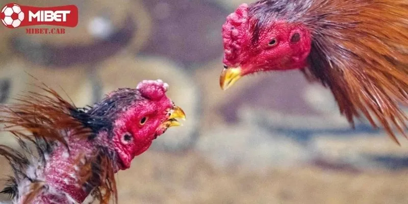 Mách bạn mẹo chọn gà “siêu hay” của chuyên gia Mibet