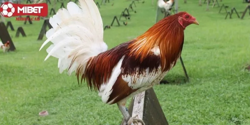 Vảy gà liên móng là gì?