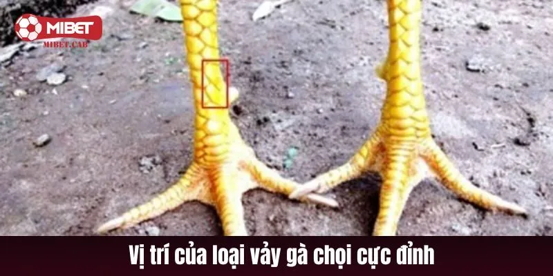 Vị trí của loại vảy gà chọi cực đỉnh
